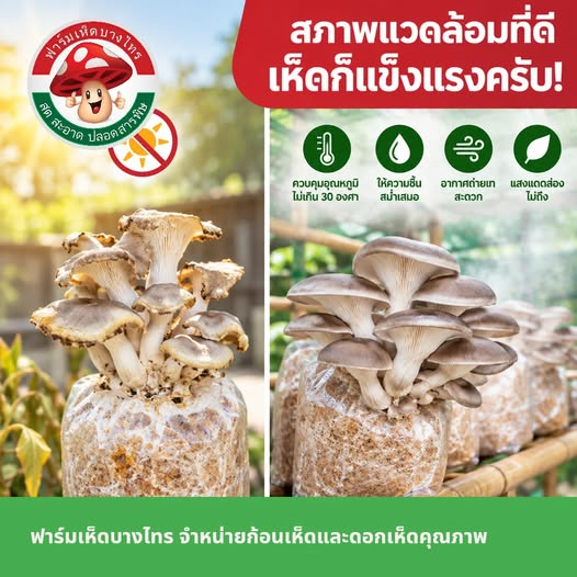 ตัวอย่างกราฟิกให้ความรู้สำหรับฟาร์มเห็ด